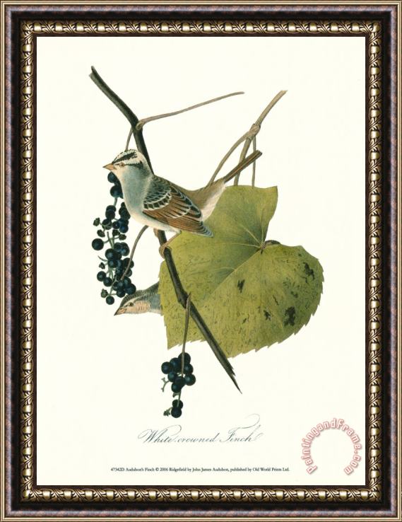 John James Audubon Finch Framed Painting