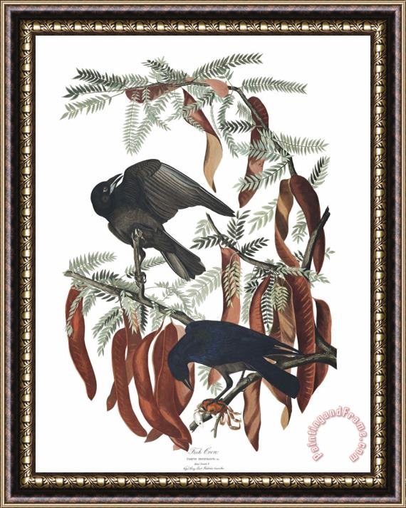 John James Audubon Fish Crow Framed Painting