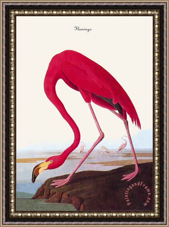 John James Audubon Flamingo Framed Painting