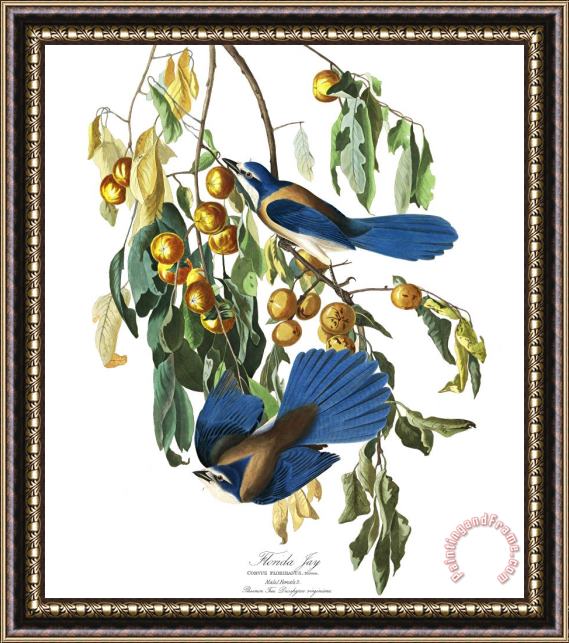 John James Audubon Florida Jay Framed Painting