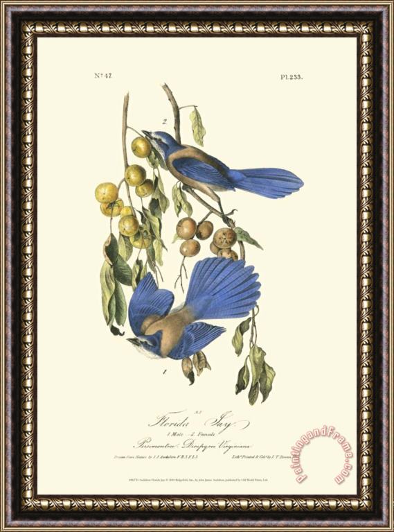 John James Audubon Florida Jays Framed Painting