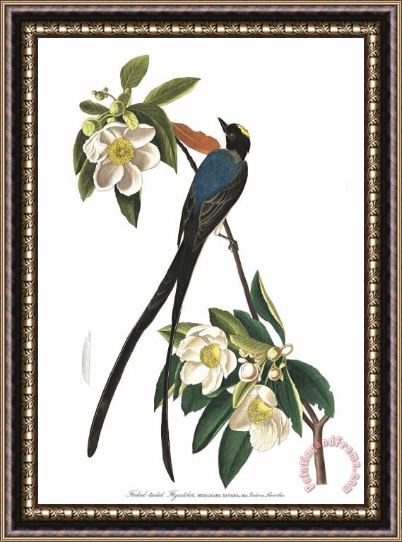 John James Audubon Fork Tailed Flycatcher Framed Print