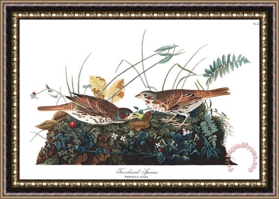 John James Audubon Fox Coloured Sparrow Framed Print