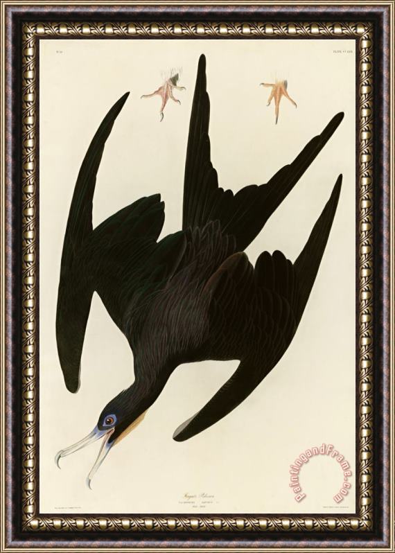 John James Audubon Frigate Pelican Framed Print