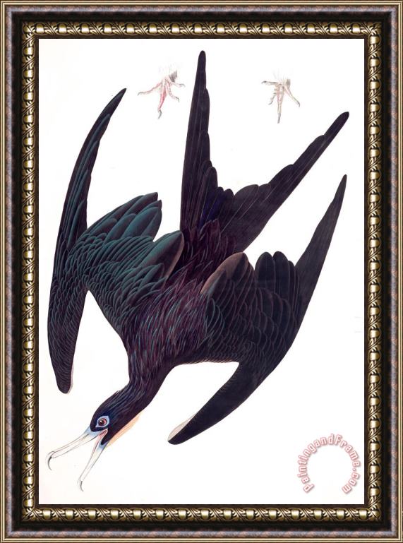 John James Audubon Frigate Pelican Framed Painting