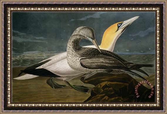 John James Audubon Gannets From Birds of America Framed Print