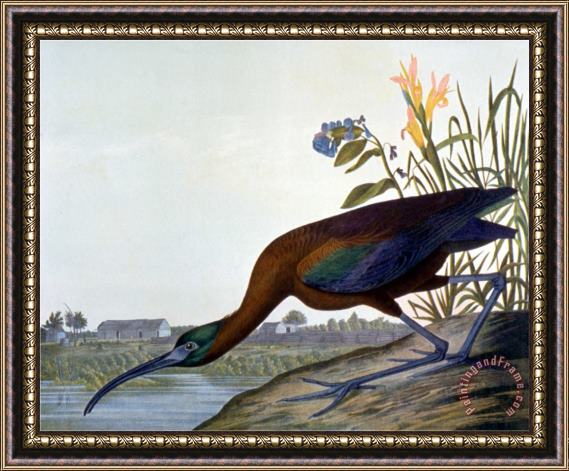 John James Audubon Glossy Ibis Framed Painting