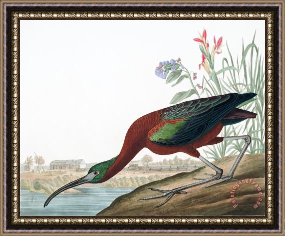 John James Audubon Glossy Ibis Framed Print