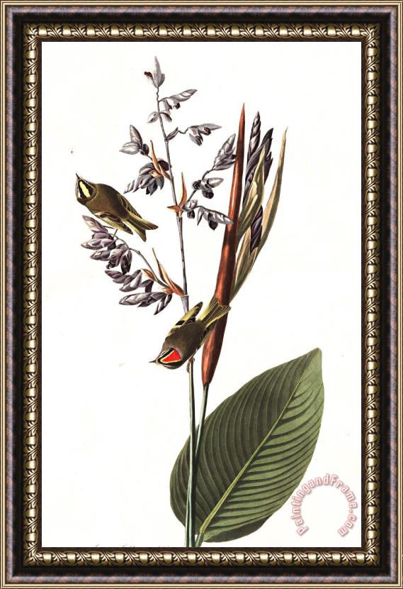 John James Audubon Golden Crested Wren Framed Print
