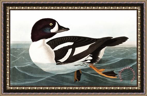 John James Audubon Golden Eye Duck Framed Painting