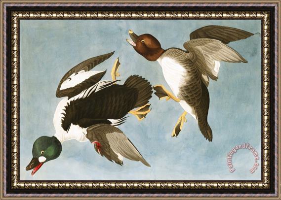 John James Audubon Golden Eye Duck Framed Print