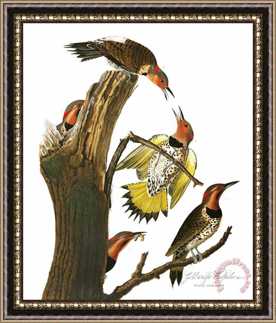 John James Audubon Golden Winged Woodpecker Framed Print
