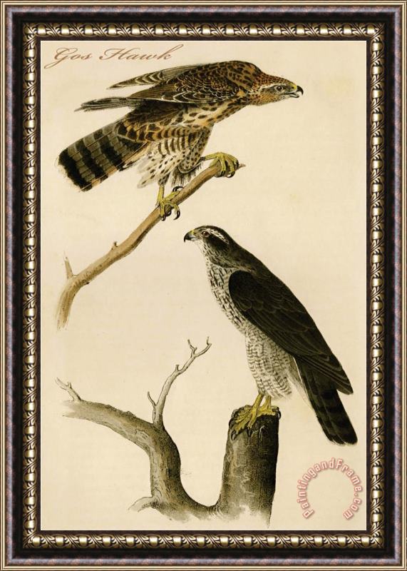 John James Audubon Gos Hawk Framed Painting