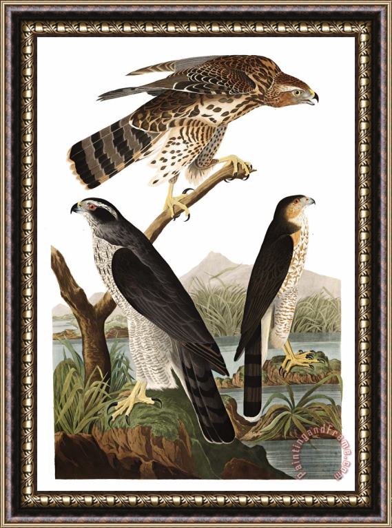 John James Audubon Goshawk, Or Stanley Hawk Framed Print