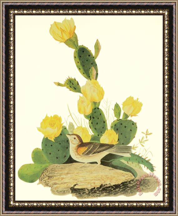 John James Audubon Grass Finch Or Bay Winged Bunting Framed Print