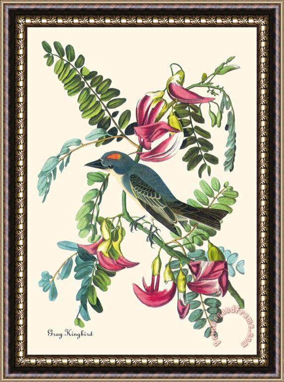 John James Audubon Gray Kingbird Framed Print