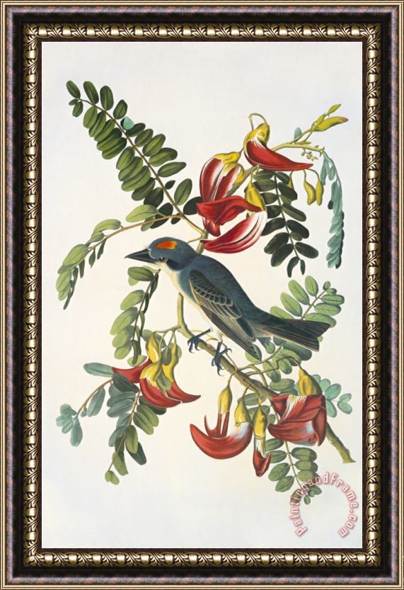 John James Audubon Gray Tyrant Framed Painting