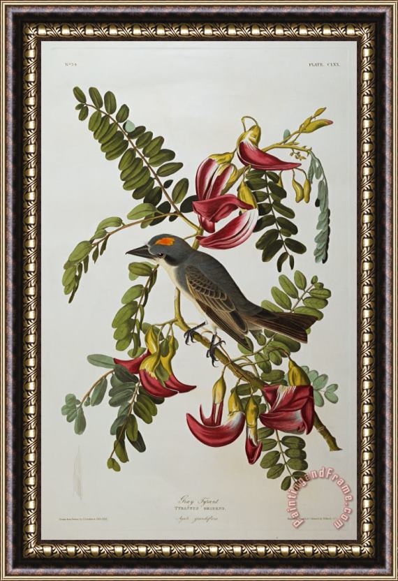 John James Audubon Gray Tyrant Framed Print