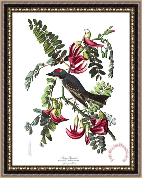 John James Audubon Gray Tyrant Framed Painting