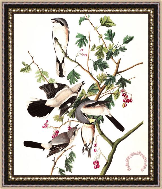 John James Audubon Great American Shrike, Or Butcher Bird Framed Painting