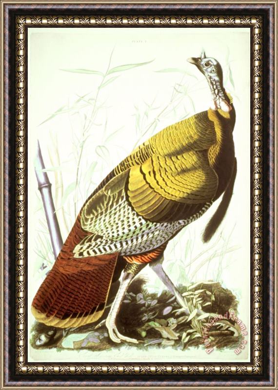 John James Audubon Great American Turkey Framed Print