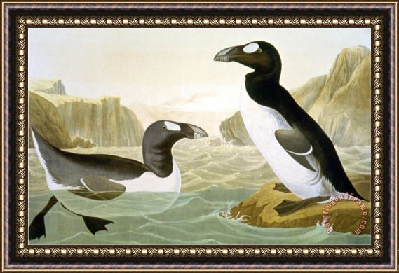 John James Audubon Great Auk Alka Impennis Framed Painting
