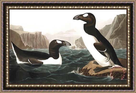 John James Audubon Great Auk Framed Painting