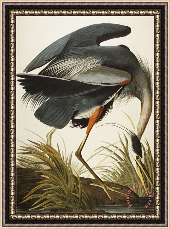 John James Audubon Great Blue Heron Ardea Herodias Plate Ccxi From The Birds of America Framed Print