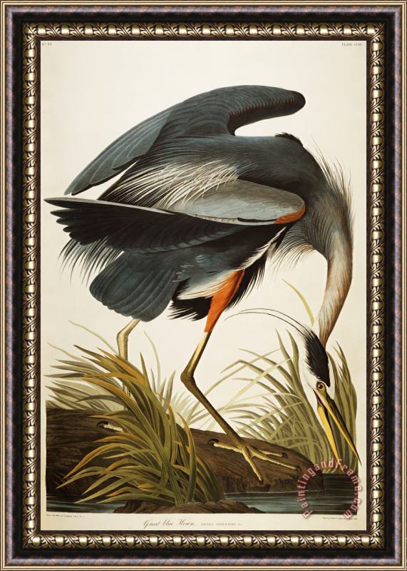 John James Audubon Great Blue Heron Framed Print