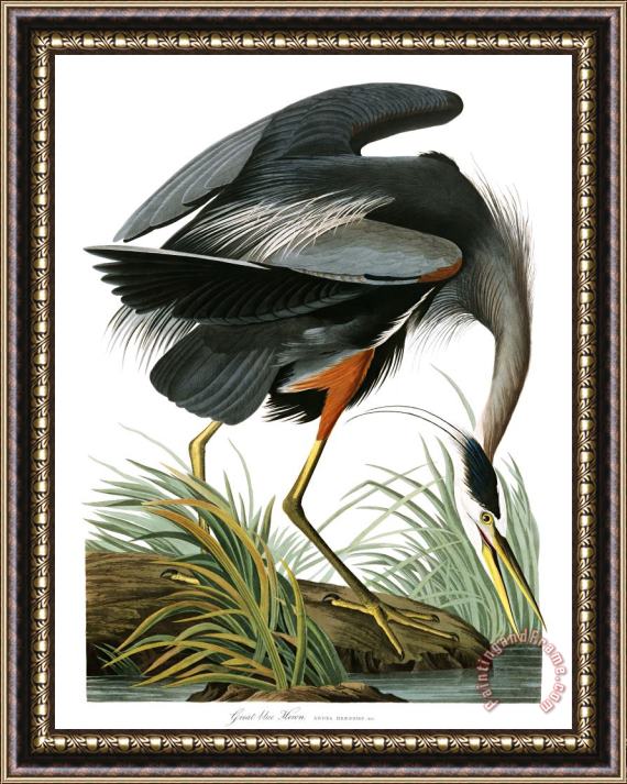 John James Audubon Great Blue Heron Framed Painting
