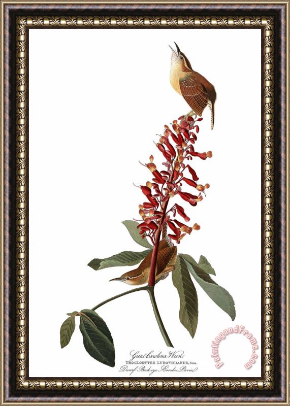 John James Audubon Great Carolina Wren Framed Print