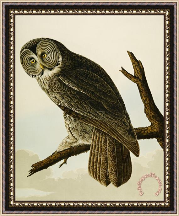 John James Audubon Great Cinereous Owl Framed Painting