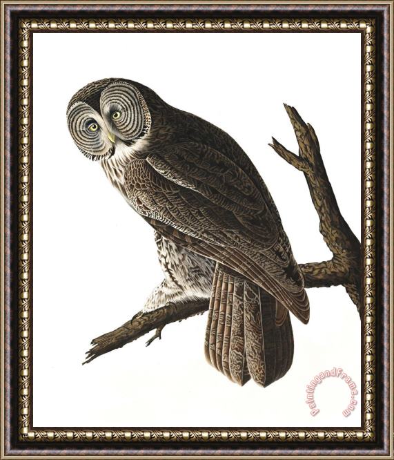 John James Audubon Great Cinereous Owl Framed Painting