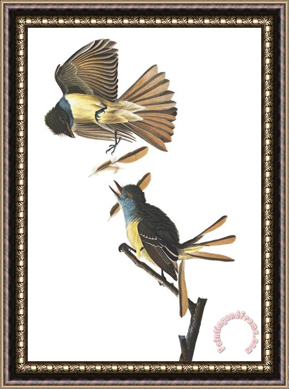 John James Audubon Great Crested Flycatcher Framed Print