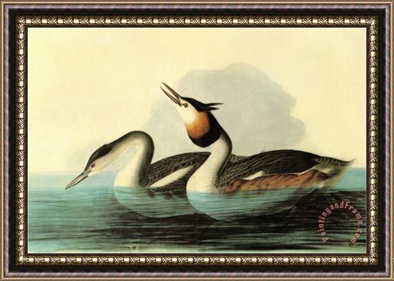 John James Audubon Great Crested Grebe Framed Painting