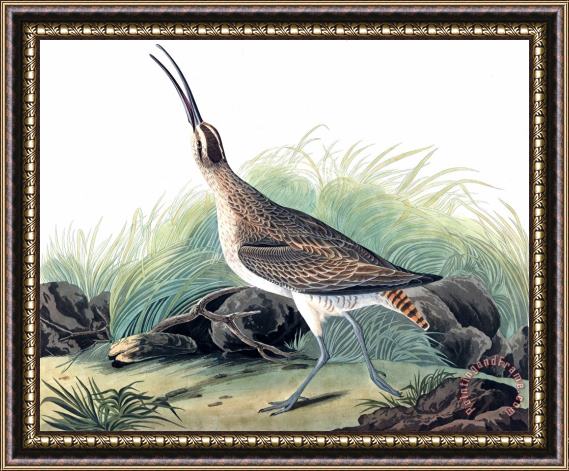 John James Audubon Great Esquimaux Curlew Framed Print