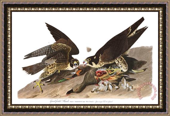 John James Audubon Great Footed Hawk Framed Painting
