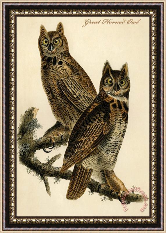 John James Audubon Great Horned Owl Framed Painting