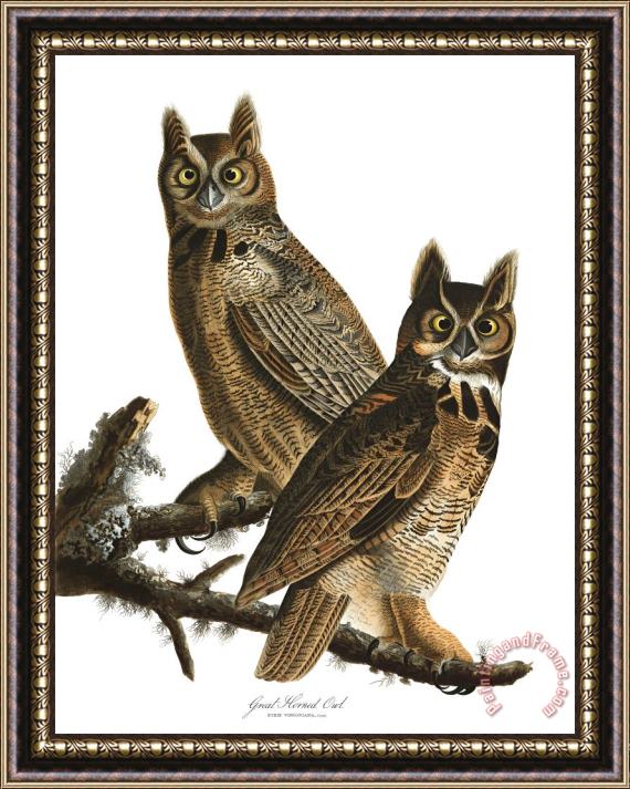 John James Audubon Great Horned Owl Framed Print