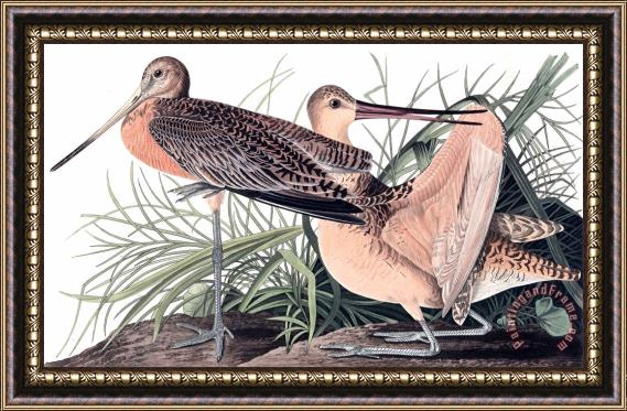John James Audubon Great Marbled Godwit Framed Print