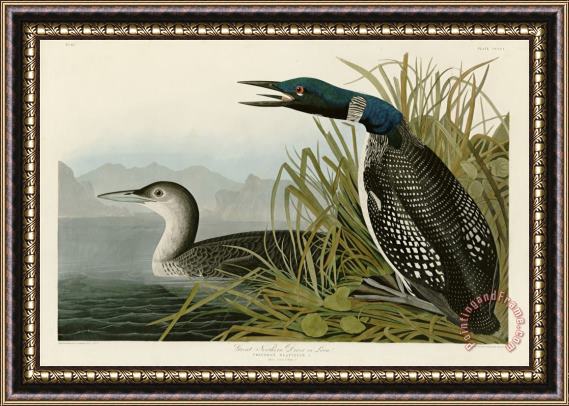 John James Audubon Great Northern Diver Or Loon Framed Painting