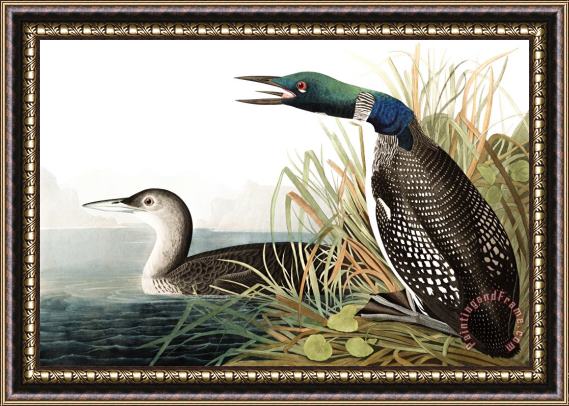 John James Audubon Great Northern Diver, Or Loon Framed Painting