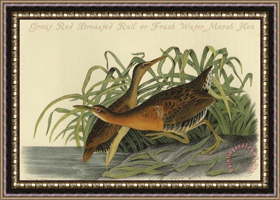 John James Audubon Great Red Breasted Rail Or Frash Water Marsh Hen Framed Painting