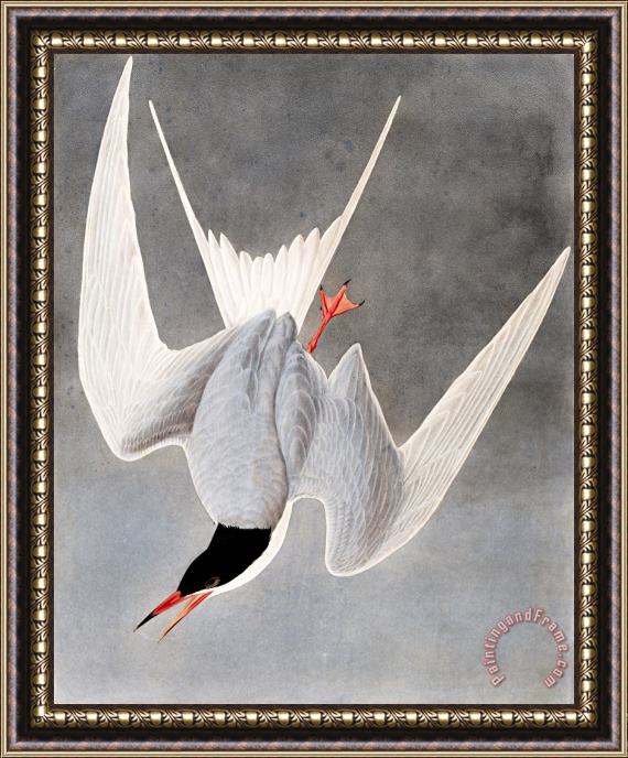 John James Audubon Great Tern Framed Painting