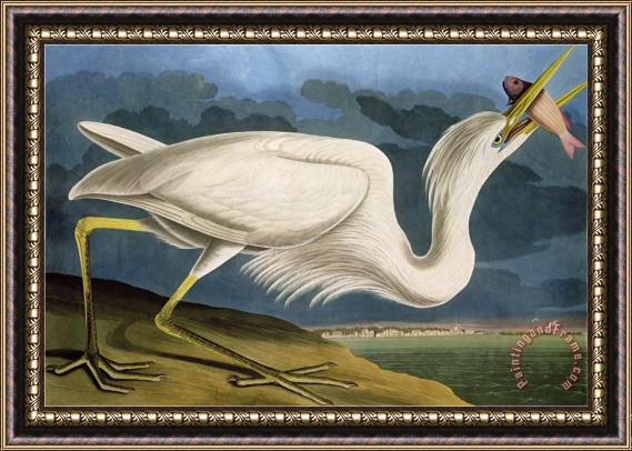 John James Audubon Great White Heron From Birds of America Framed Print