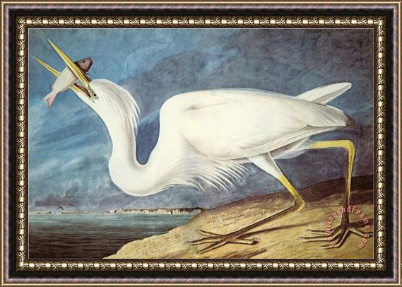 John James Audubon Great White Heron Framed Painting