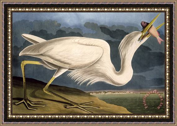 John James Audubon Great White Heron Framed Painting