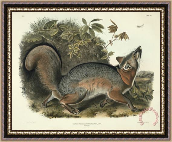 John James Audubon Grey Fox Framed Painting