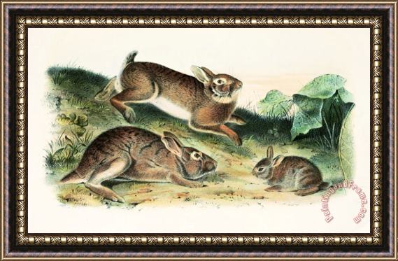 John James Audubon Grey Rabbit Framed Painting