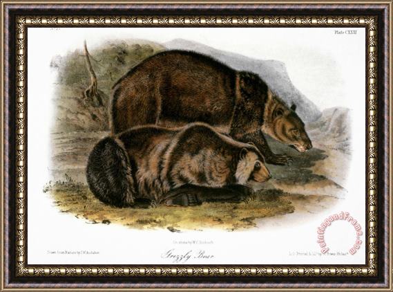 John James Audubon Grizzly Bear Ursus Ferox Framed Painting